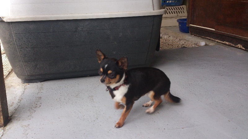 Publication : Du domaine di l'Angeli Auteur : Giacomi Angélique