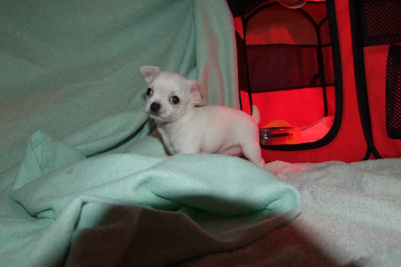 Publication : Du domaine di l'Angeli Auteur : Giacomi Angélique