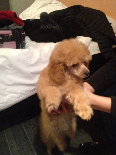 Publication : Du domaine di l'Angeli Auteur : Angélique