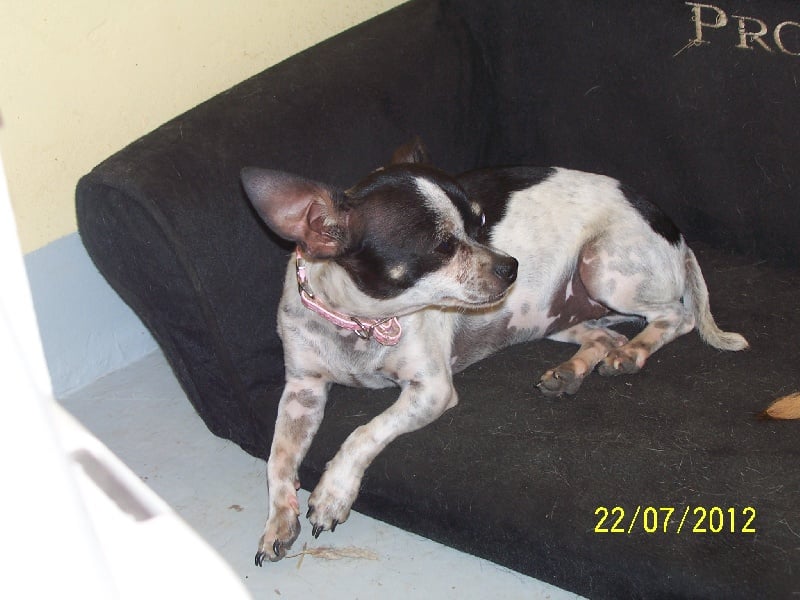 Publication : Du domaine di l'Angeli Auteur : Giacomi Angélique