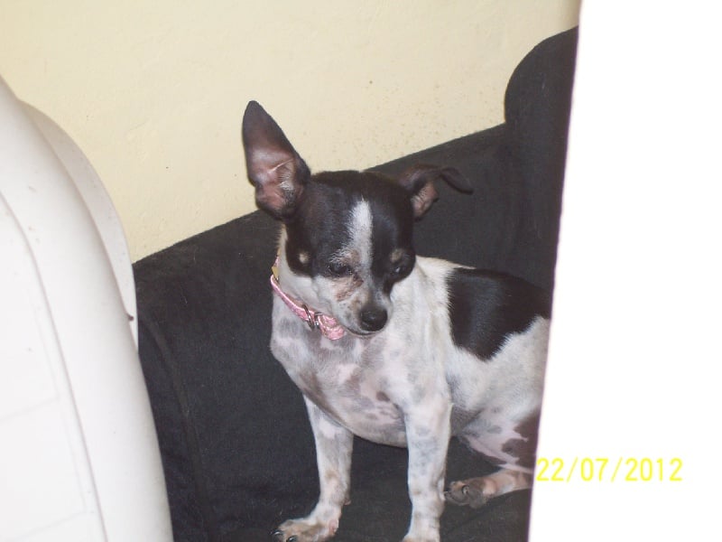 Publication : Du domaine di l'Angeli Auteur : Giacomi Angélique