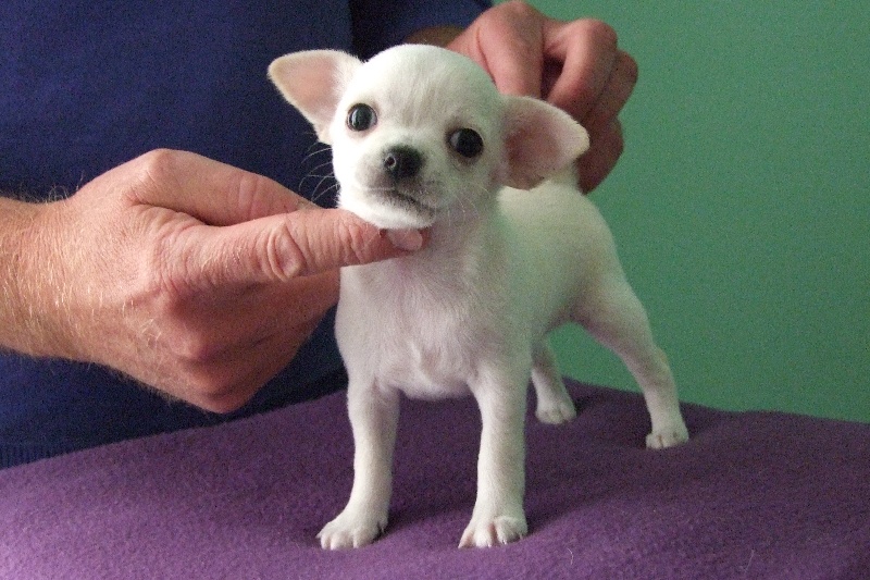 Publication : Du domaine di l'Angeli Auteur : Giacomi Angélique