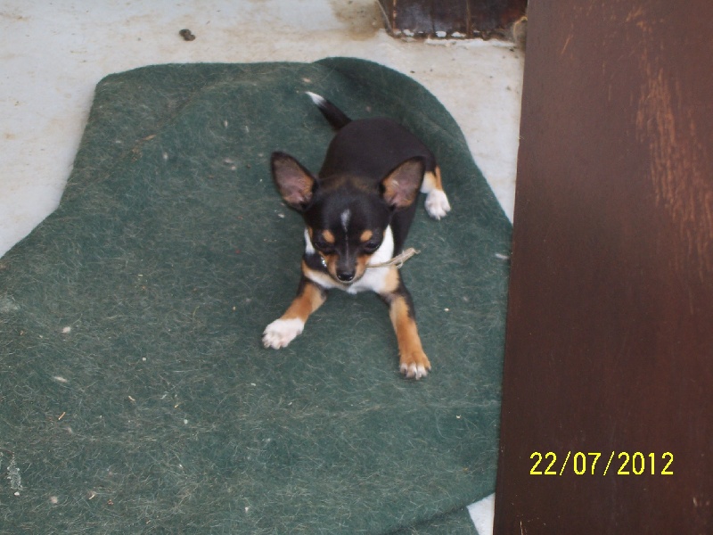 Publication : Du domaine di l'Angeli Auteur : Giacomi Angélique