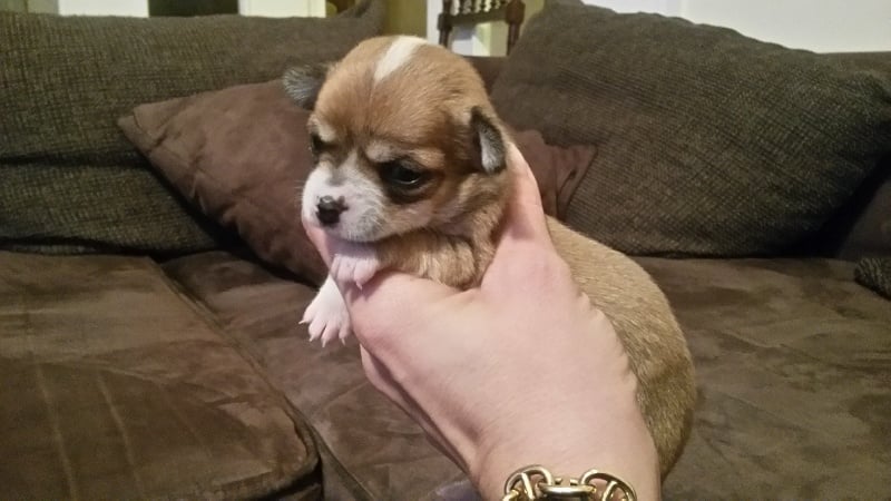 Publication : Du domaine di l'Angeli Auteur : Giacomi Angélique