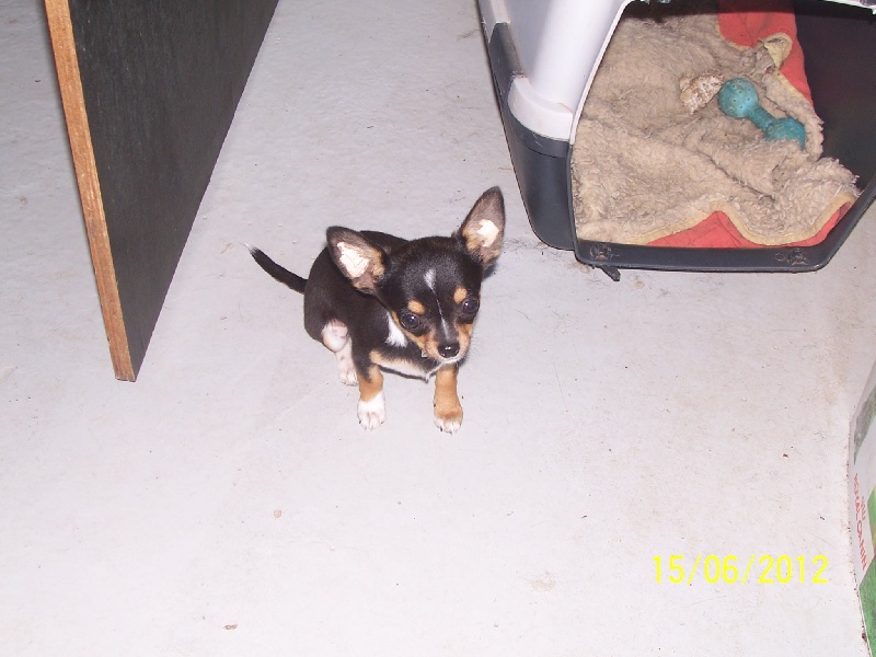 Publication : Du domaine di l'Angeli Auteur : Giacomi Angélique