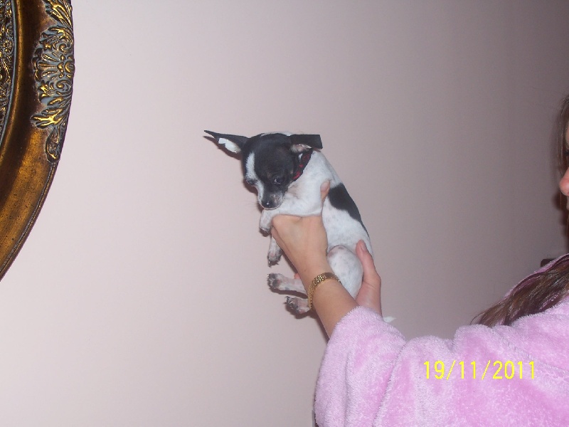 Publication : Du domaine di l'Angeli Auteur : Giacomi Angélique