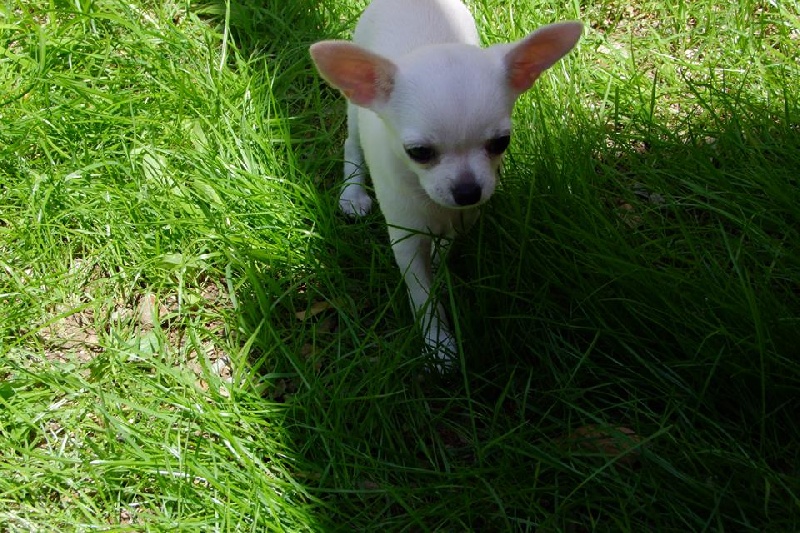 Publication : Du domaine di l'Angeli Auteur : Giacomi Angélique