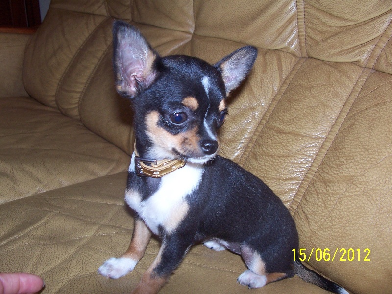 Publication : Du domaine di l'Angeli Auteur : Giacomi Angélique