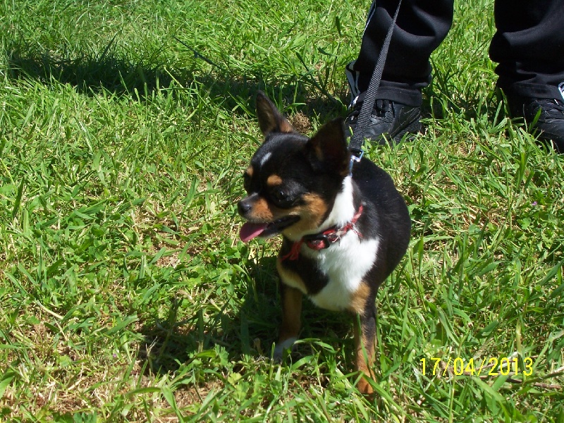 Publication : Du domaine di l'Angeli Auteur : Giacomi Angélique