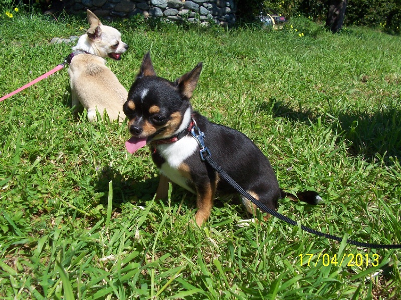 Publication : Du domaine di l'Angeli Auteur : Giacomi Angélique