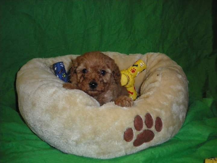 Publication : Du domaine di l'Angeli Auteur : Angélique