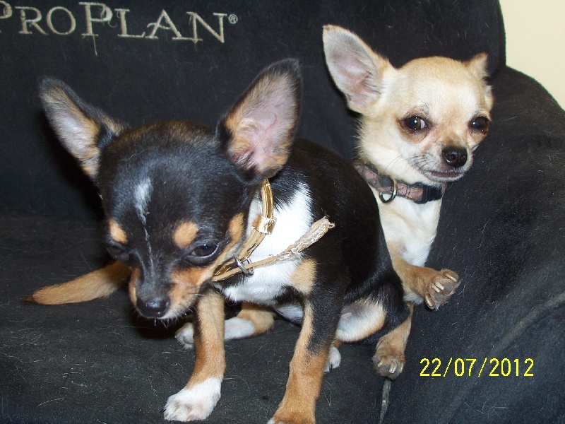 Publication : Du domaine di l'Angeli Auteur : Giacomi Angélique