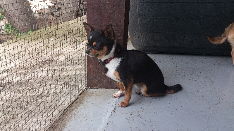 Publication : Du domaine di l'Angeli Auteur : Giacomi Angélique