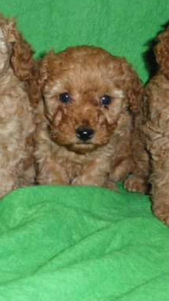 Publication : Du domaine di l'Angeli Auteur : Angélique