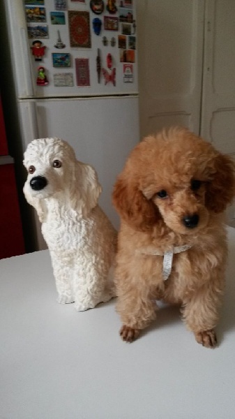 Publication : Du domaine di l'Angeli Auteur : Angélique