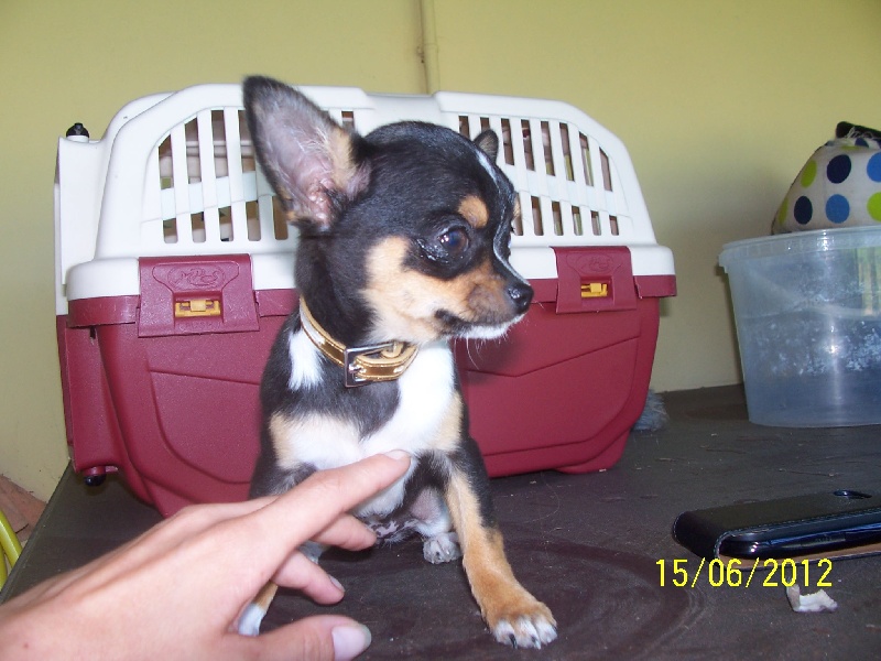 Publication : Du domaine di l'Angeli Auteur : Giacomi Angélique