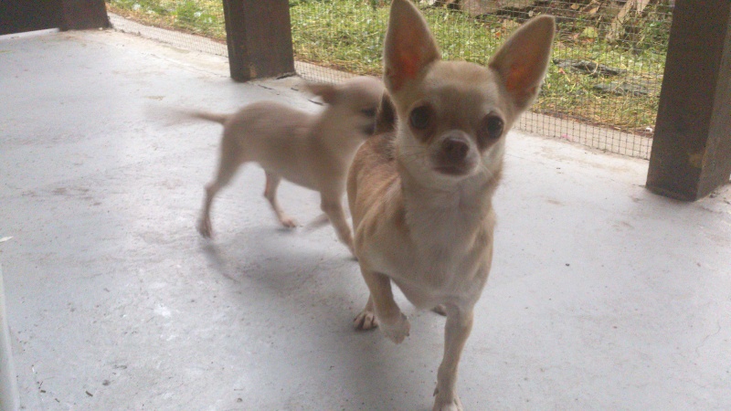 Publication : Du domaine di l'Angeli Auteur : Mme Gouin Claude-Danielle