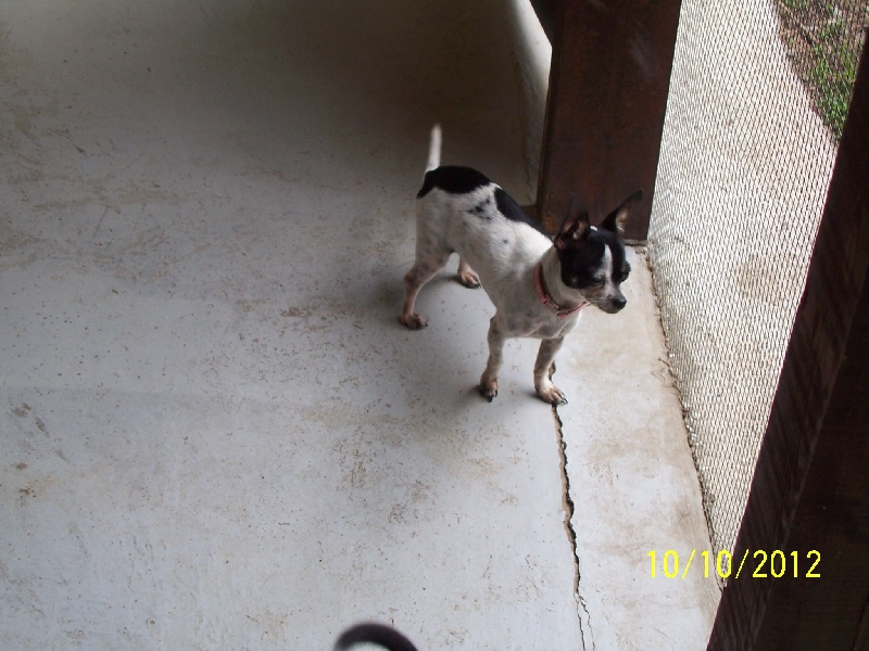 Publication : Du domaine di l'Angeli Auteur : Giacomi Angélique