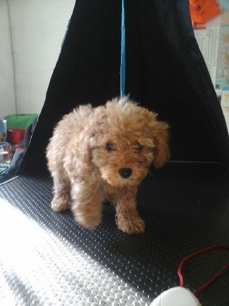 Publication : Du domaine di l'Angeli Auteur : Angélique