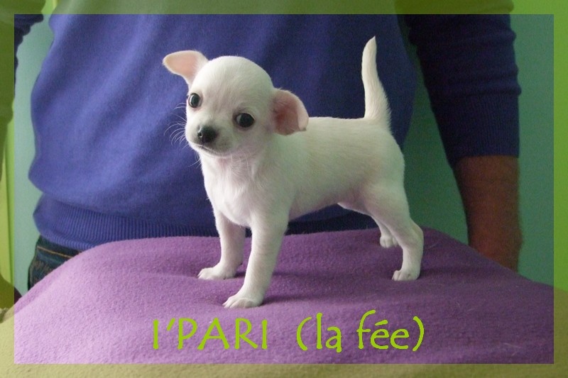 Publication : Du domaine di l'Angeli Auteur : Giacomi Angélique