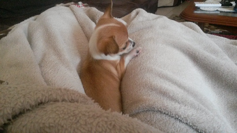 Publication : Du domaine di l'Angeli Auteur : Giacomi Angélique