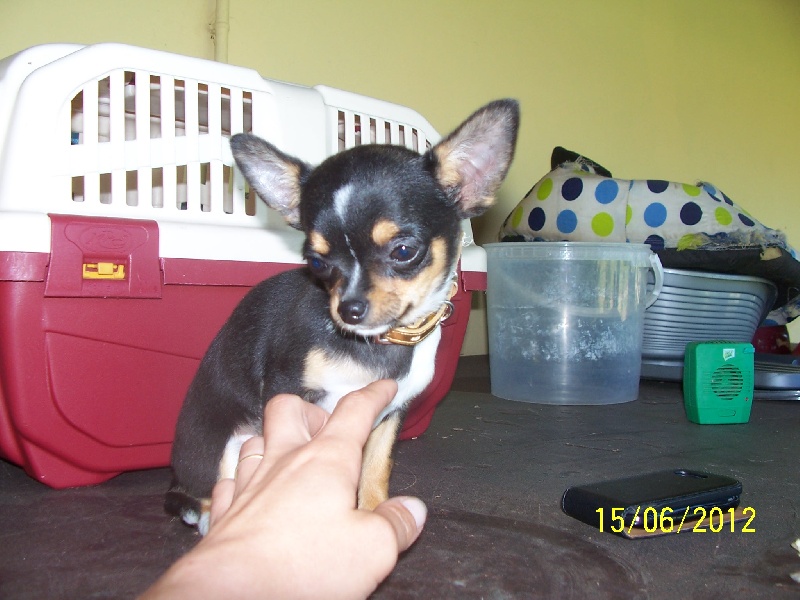 Publication : Du domaine di l'Angeli Auteur : Giacomi Angélique