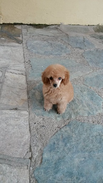 Publication : Du domaine di l'Angeli Auteur : Angélique