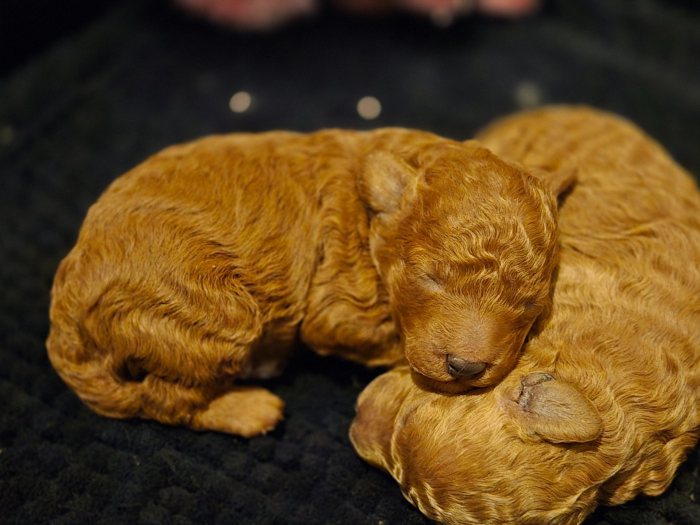 ALTO DU DOMAINE DI L'ANGELI