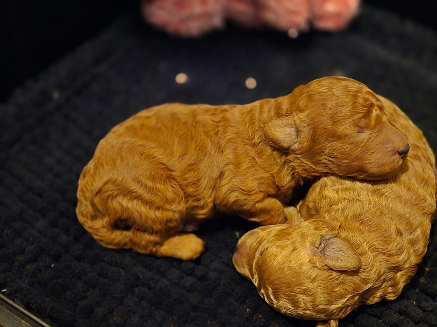 ALTO DU DOMAINE DI L'ANGELI