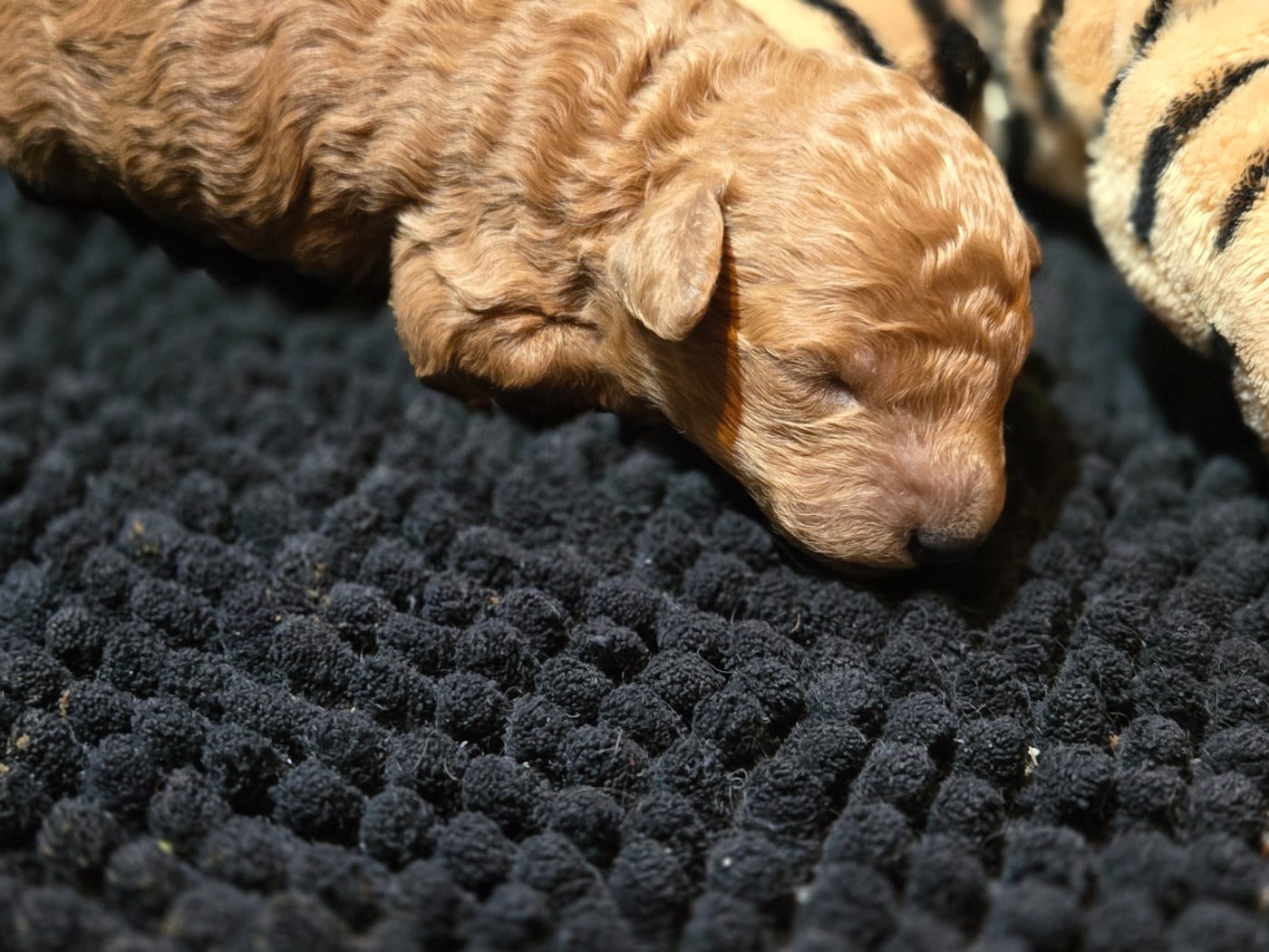 A'LEO DU DOMAINE DI L'ANGELI