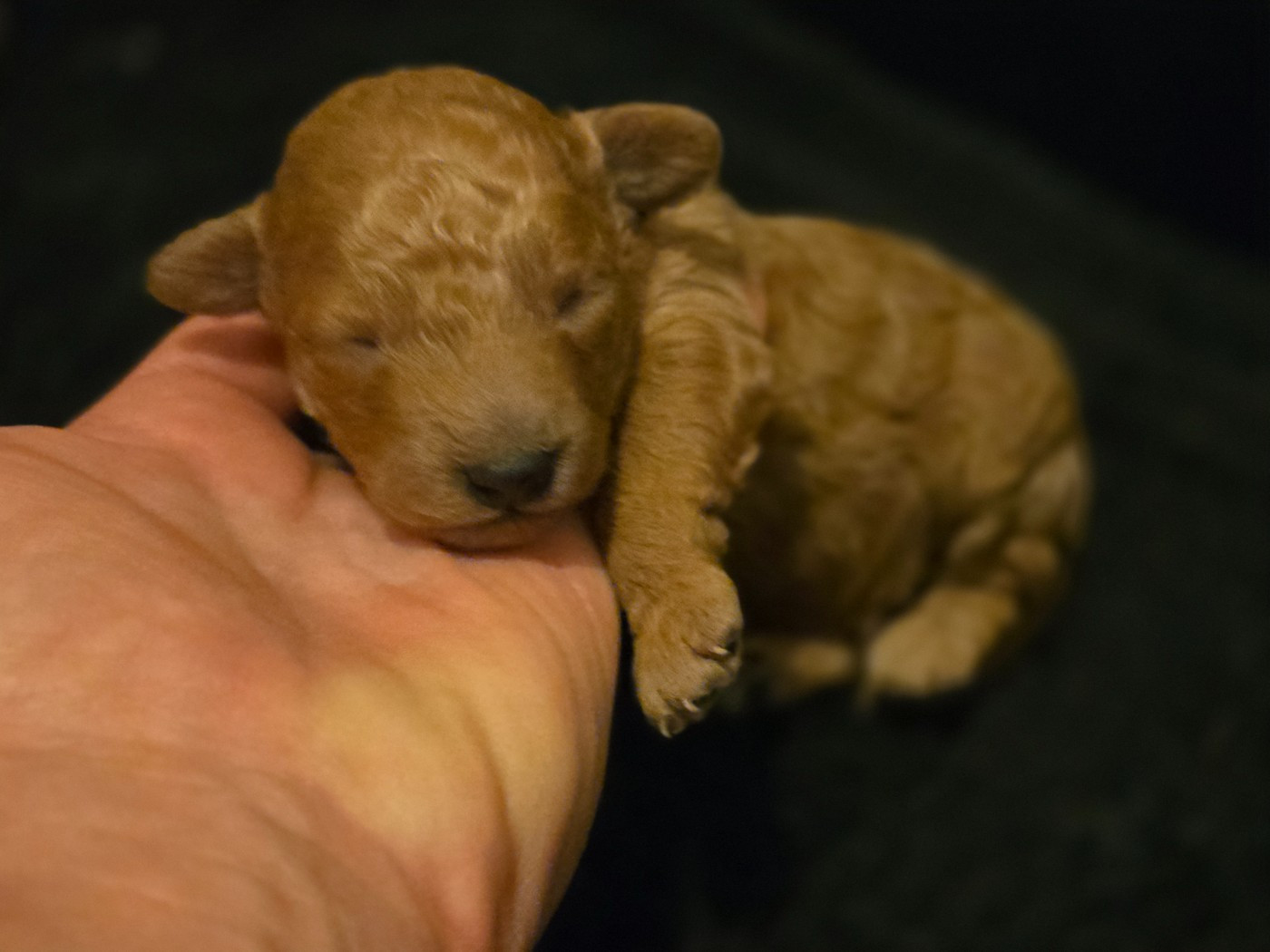 A'LEO DU DOMAINE DI L'ANGELI