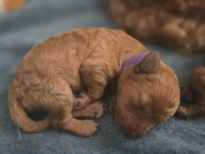 Les chiots de Caniche