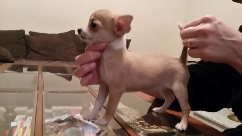 Ironie star Du domaine di l'Angeli - Prometteur