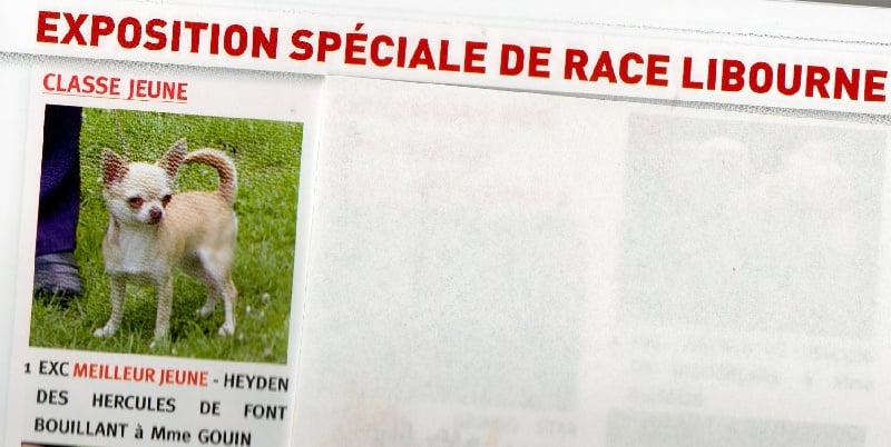 Heyden*** Des hercules de font bouillant - 1er EXCELLENT meilleur jeune