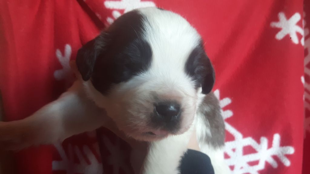 De La Ferme De L'encelade - Chien du Saint-Bernard - Portée née le 15/11/2018