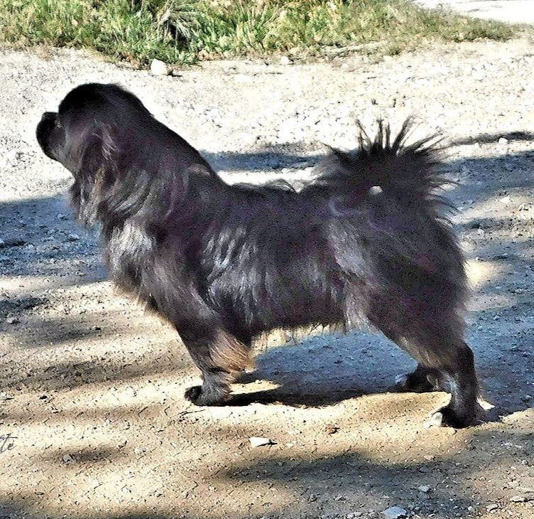 Back to black dit koda kiiramanna