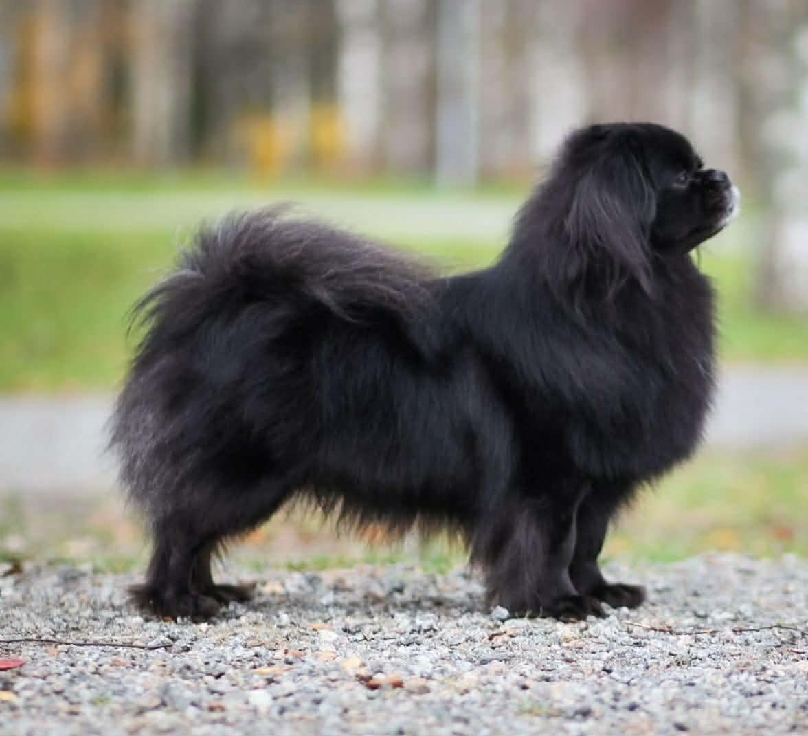 Back to black dit koda kiiramanna