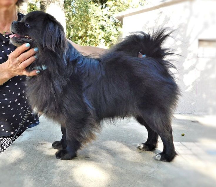 Back to black dit koda kiiramanna