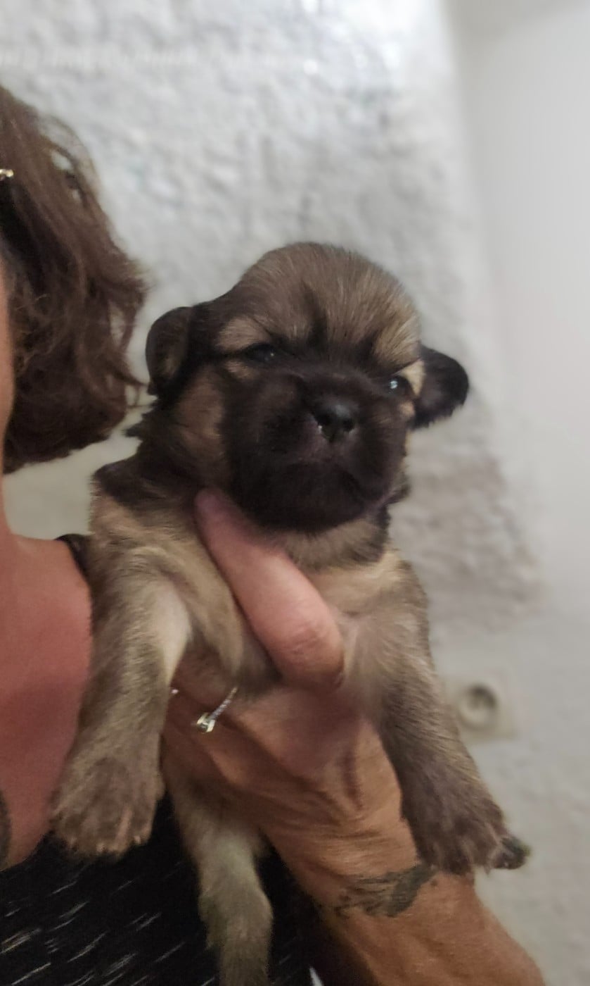 Chiot N°1