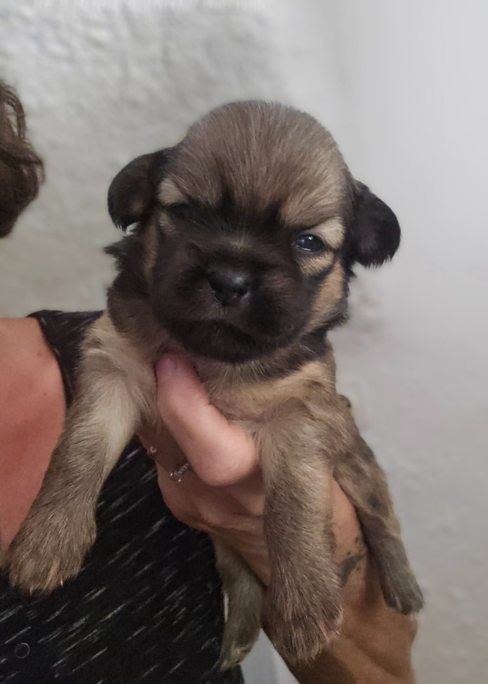 Chiot N°1
