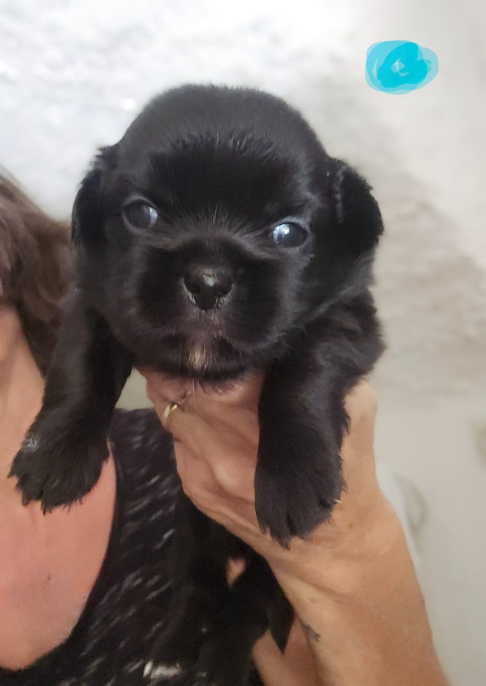 Chiot N°4