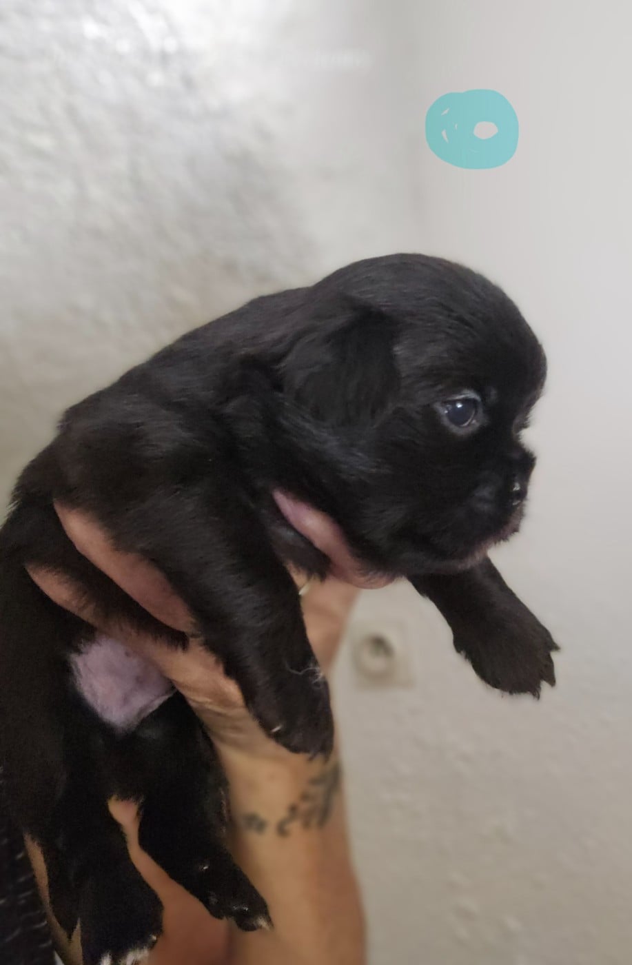 Chiot N°4