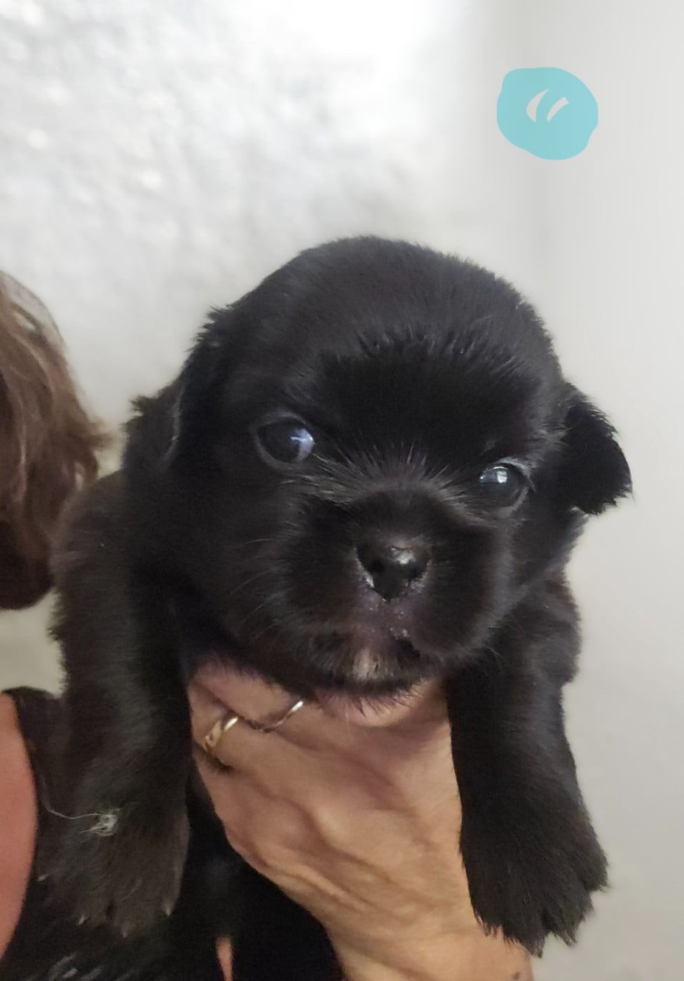 Chiot N°4