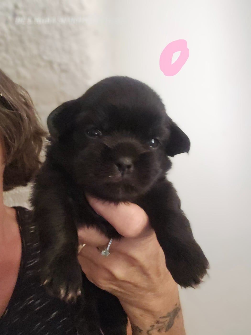 BONITA