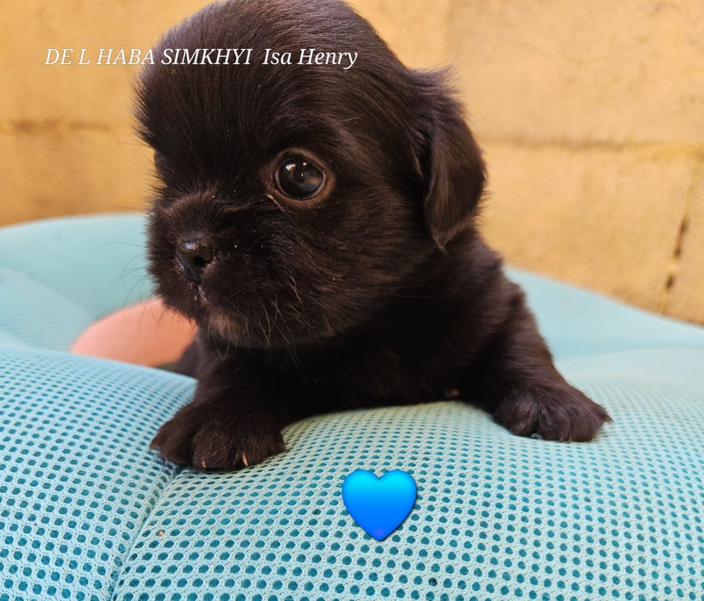 Chiot N°4