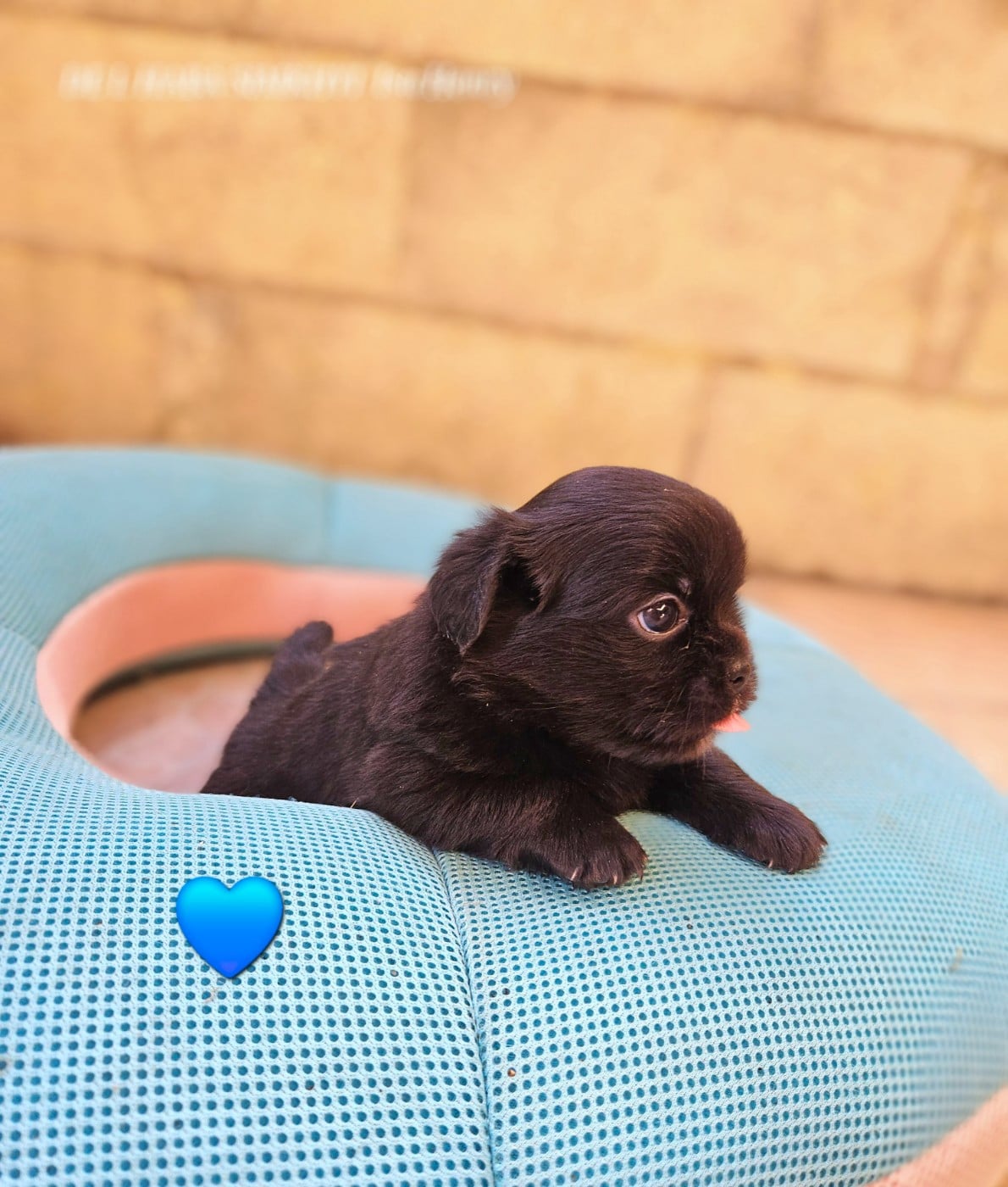 Chiot N°4