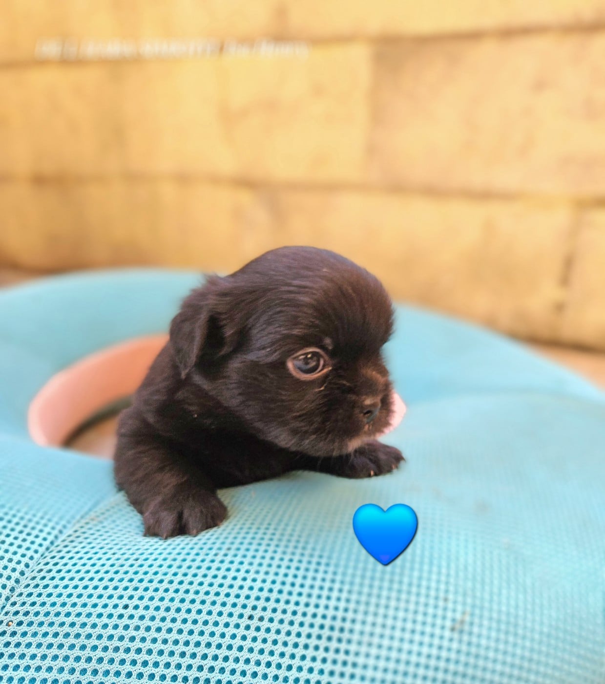 Chiot N°4
