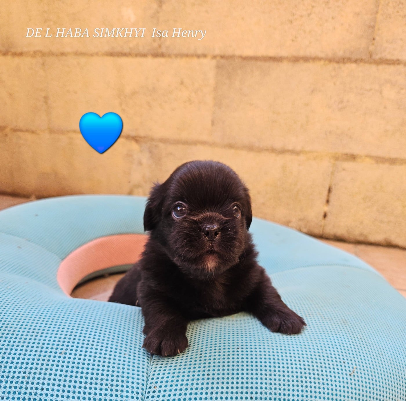 Chiot N°4