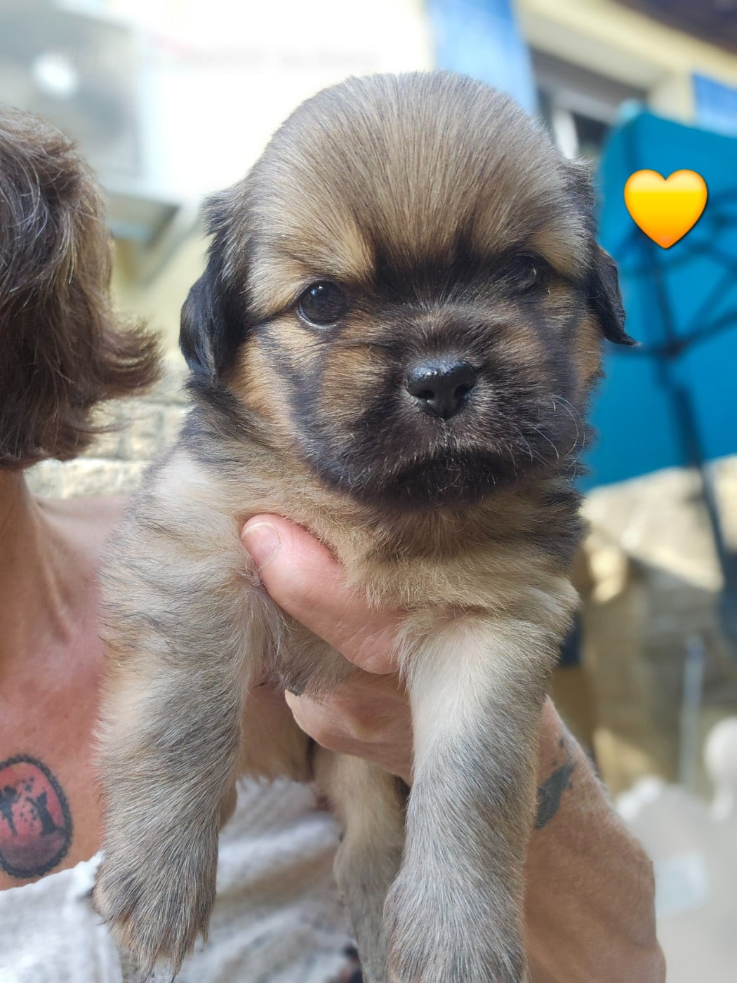 Chiot N°1
