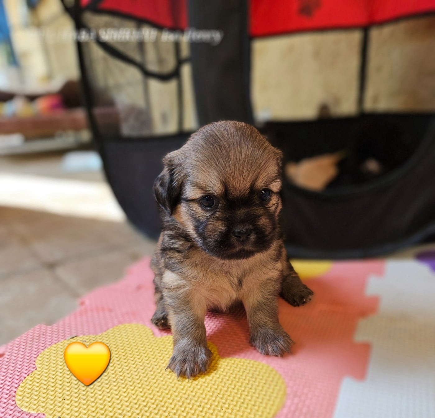 Chiot N°1